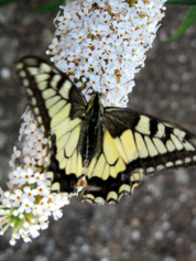 Segelfalter-buddleia.jpg