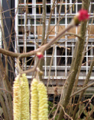 Vorschaubild der Version vom 14:00, 13. Feb. 2014