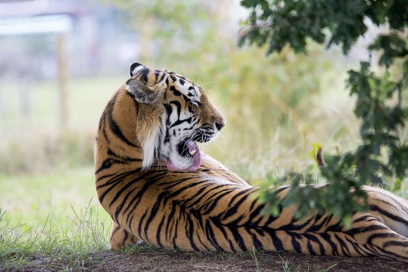 Datei:Tiger.jpg