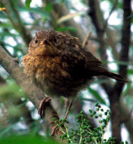 Datei:Jungvogel-02.jpg