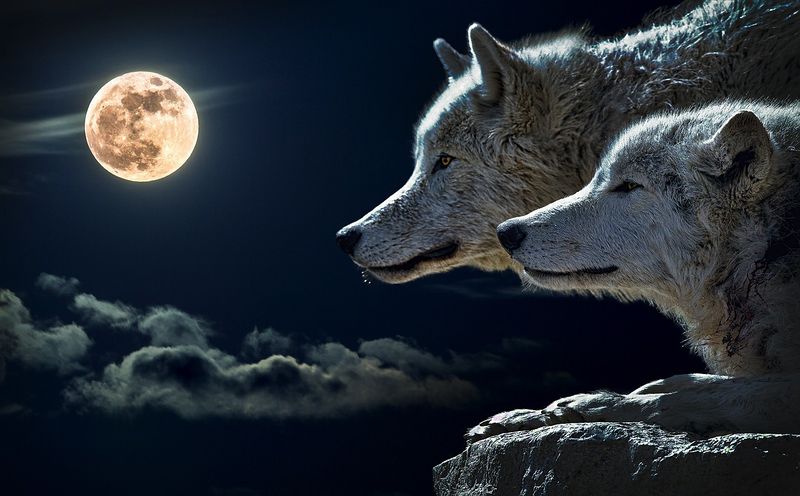 Datei:Wolf-mond.jpg