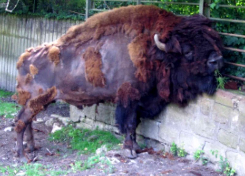 Datei:Bison-10-mulhouse1.jpg