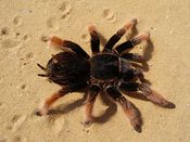 Tarantel-spinne.jpg