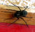 Schwarze-spinne-05.JPG