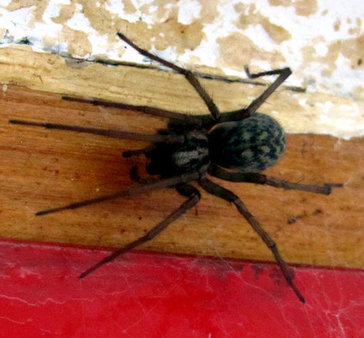 Datei:Schwarze-spinne-05.JPG