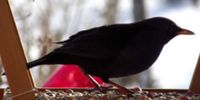 Amsel-robert-klein-21.jpg