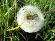 Pusteblume-02.JPG