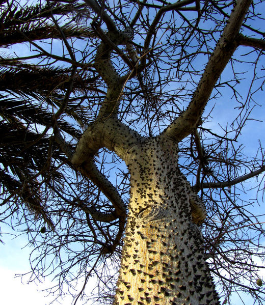 Datei:Dornenbaum-03.jpg