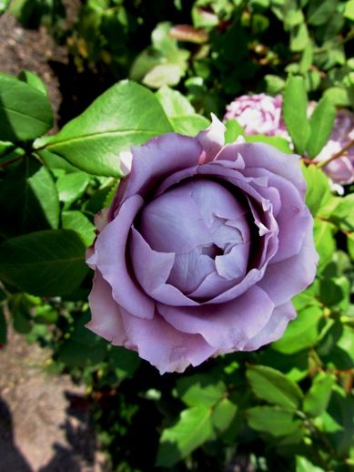 Datei:Rose-violett-01.JPG