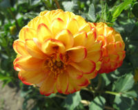 Dahlie-gelb-orange-01.JPG