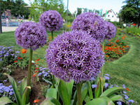 Allium-02.JPG