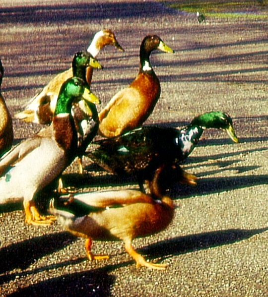 Datei:Enten-041.png