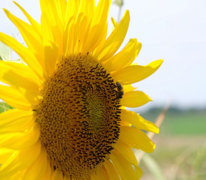 Datei:Klingenbruchhof 2021 Sonnenblume.jpg