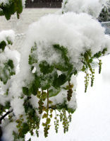 Datei:Johannisbeeren-im-schnee.jpg