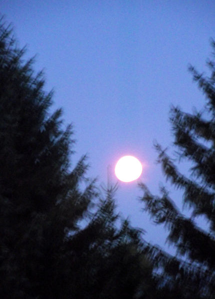 Datei:Mond-in-tannen.jpg