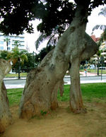 Torremolinos-gummibaum-klein.jpg