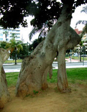 Datei:Torremolinos-gummibaum-klein.jpg