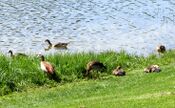 Nilgänse-ehmetskl-02.JPG