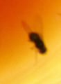 Vorschaubild der Version vom 19:53, 14. Sep. 2015