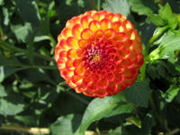 Dahlie-orange-02.JPG