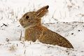 Cottontail-rabbit-938478 340.jpg