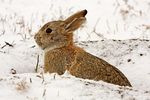 Cottontail-rabbit-938478 340.jpg