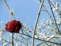 Rote-beeren+schnee-klein.jpg