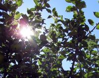 Sonne-im-baum.jpg