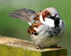 Sparrow-01.jpg