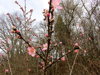 Mandelblüte20160208.JPG