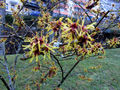 Hamamelis-wildbad-klein.jpg