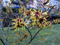 Hamamelis-wildbad-klein.jpg