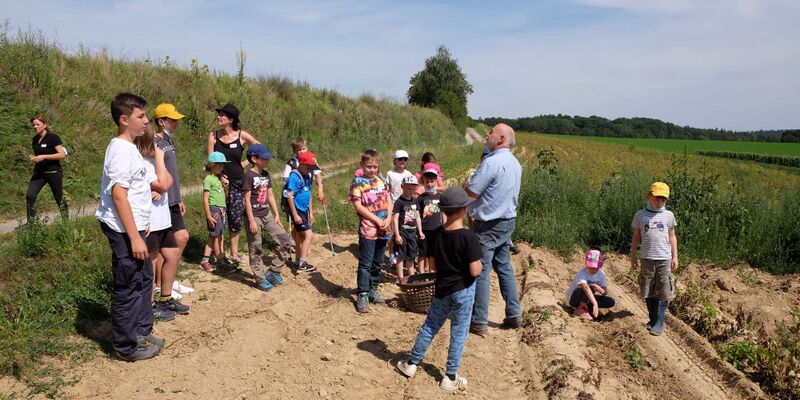 Datei:Klingenbruchhof 2021 Kartoffeln 02.jpg