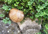 Weinbergschnecke-04.JPG