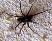 Schwarze-spinne-04-klein.jpg