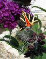 Buddleia+brauner-bär-05.jpg