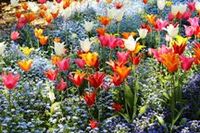 Tulpen-bunt.jpg