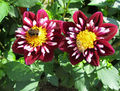 Dahlie-rot-weiß-07-biene-hummel.JPG