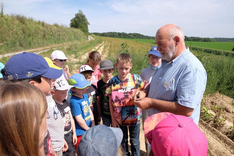 Datei:Klingenbruchhof 2021 Kartoffeln 12.jpg
