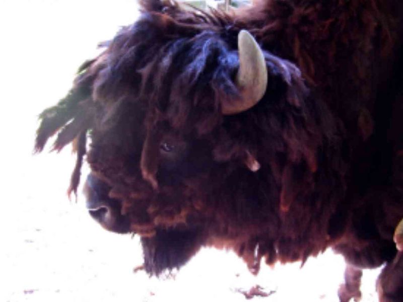 Datei:Bison-081.jpg