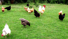 Hühner-im-gras-022.jpg