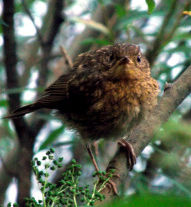 Datei:Jungvogel.jpg