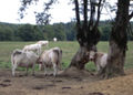 Vorschaubild der Version vom 19:42, 24. Apr. 2014