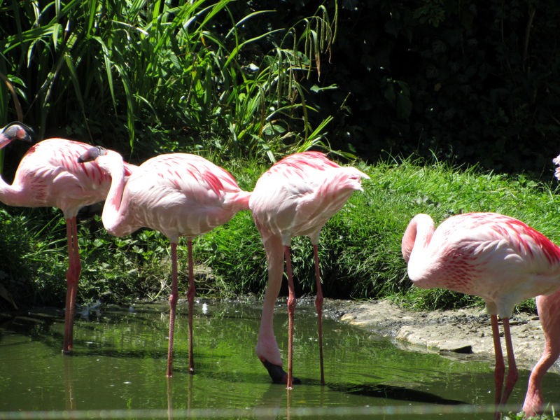 Datei:Flamingos-05.jpg