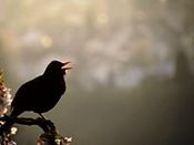 Amsel-singt.jpg