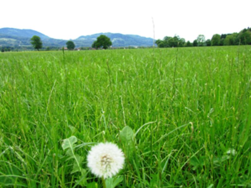 Datei:Pusteblume-01.jpg