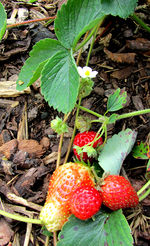 Erdbeeren-september2014-01.JPG