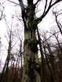 Vorschaubild der Version vom 16:35, 18. Feb. 2015