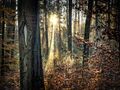 Hans-Peter Safranek - Fotofreunde Heidelsheim - WALD.jpg