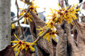 Hamamelis-02.JPG